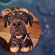 Freyja joined the competition — help win amazing prizes! dog, pet, curious, indoor, collar, black_dog, brown_dog, closeup, face, nose, eyes, portrait, wood_floor, furniture, blurred_background, animal, canine, domestic, looking_up, cute