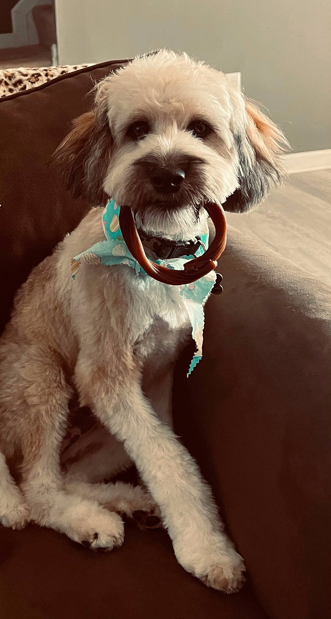 Oakley Ray joined the competition — help win amazing prizes! carnivore, collar, companion_dog, dog, dog_breed, dog_collar, dog_supply, fashion_accessory, fawn, fur, leash, liver, pet_supply, small_terrier, snout, sporting_group, terrier, toy_dog, water_dog, working_animal