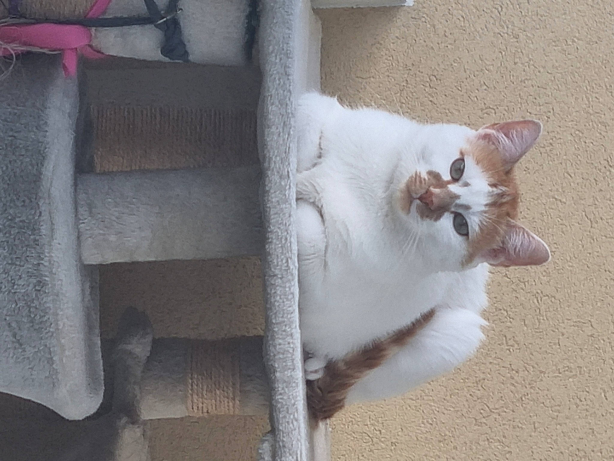 Poutine a rejoint le concours — aidez-le/la à gagner de superbes lots ! carmine, carnivore, cat, cat_furniture, domestic_short_haired_cat, felidae, flooring, fur, grey, metal, paw, small_to_medium_sized_cats, snout, tail, whiskers, window, wood