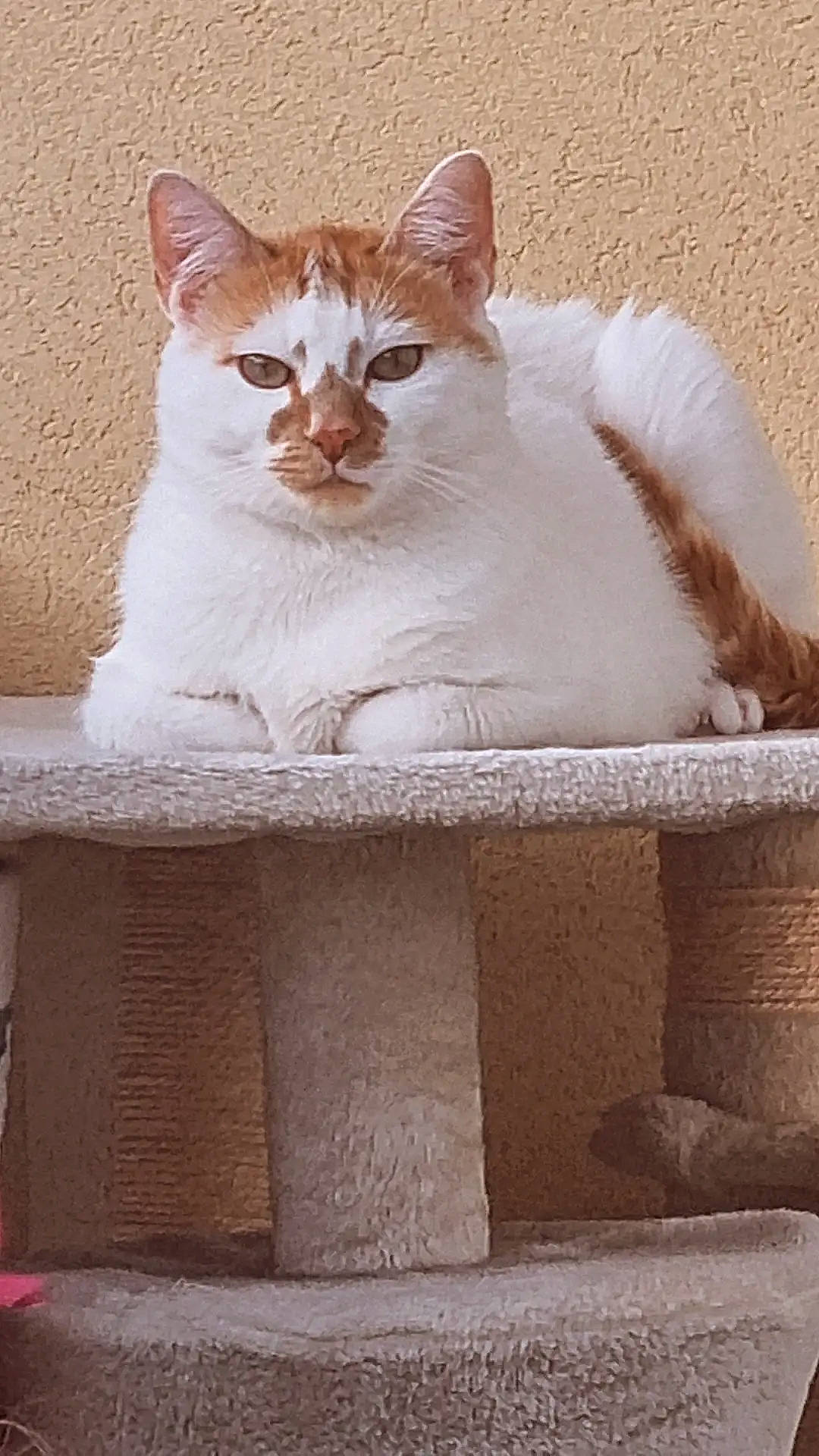 Poutine a rejoint le concours — aidez-le/la à gagner de superbes lots ! box, carnivore, cat, cat_supply, domestic_short_haired_cat, fawn, felidae, fur, paw, pet_supply, rectangle, sitting, small_to_medium_sized_cats, snout, tail, whiskers, wood