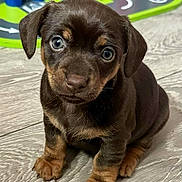 Cola joined the competition — help win amazing prizes! puppy, dog, brown, tan_markings, floor, wooden_floor, indoor, pet, animal, cute, young, sitting, looking, eyes, ears, small, play_mat, toy, curious, adorable