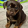 puppy, dog, brown, tan_markings, floor, wooden_floor, indoor, pet, animal, cute, young, sitting, looking, eyes, ears, small, play_mat, toy, curious, adorable