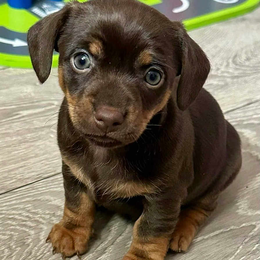 Cola joined the competition — help win amazing prizes! adorable, animal, brown, curious, cute, dog, ears, eyes, floor, indoor, looking, pet, play_mat, puppy, sitting, small, tan_markings, toy, wooden_floor, young