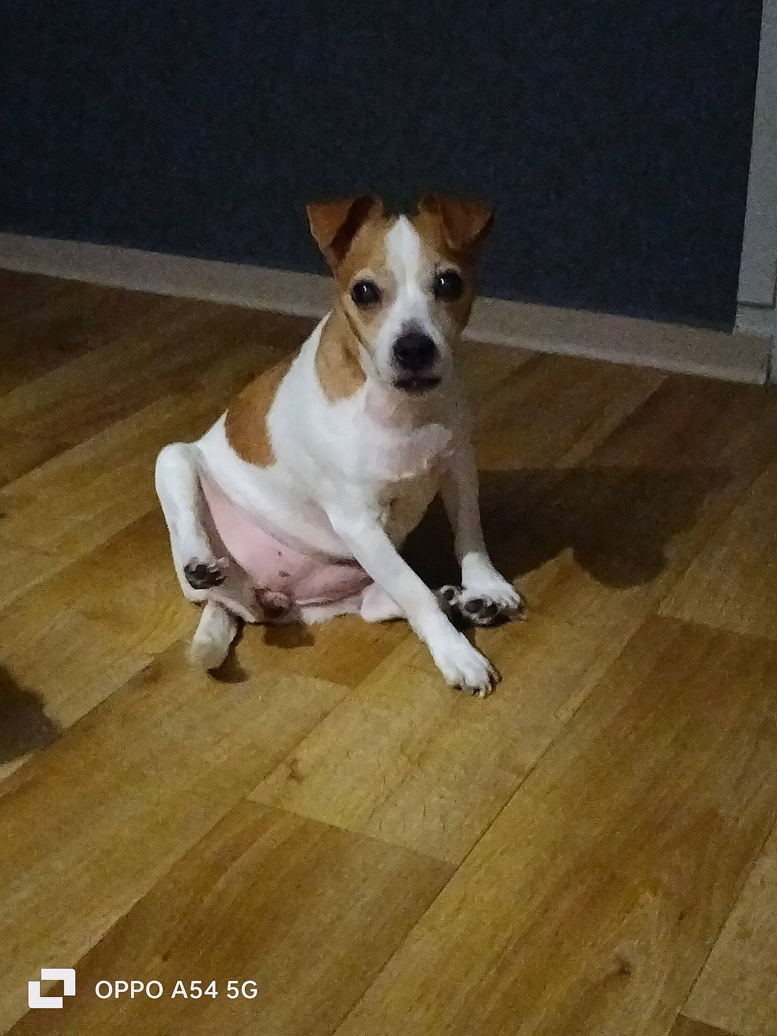 Tania participe au concours pour gagner de l'argent avec cette photo : carnivore, collar, companion_dog, dog, dog_breed, dog_collar, door, fawn, floor, flooring, hardwood, laminate_flooring, paw, snout, sporting_group, tail, wood, wood_flooring, wood_stain, working_animal