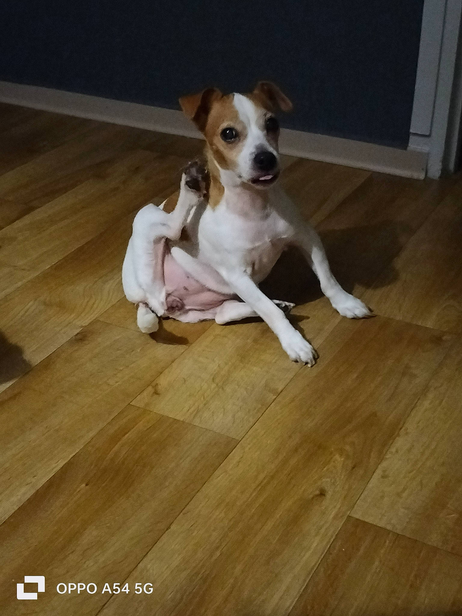 Tania a rejoint le concours — aidez-le/la à gagner de superbes lots ! carnivore, companion_dog, dog, dog_breed, fawn, flooring, hardwood, hound, laminate_flooring, paw, pet_supply, plank, plywood, sporting_group, toy_dog, varnish, wood, wood_flooring, wood_stain, working_animal