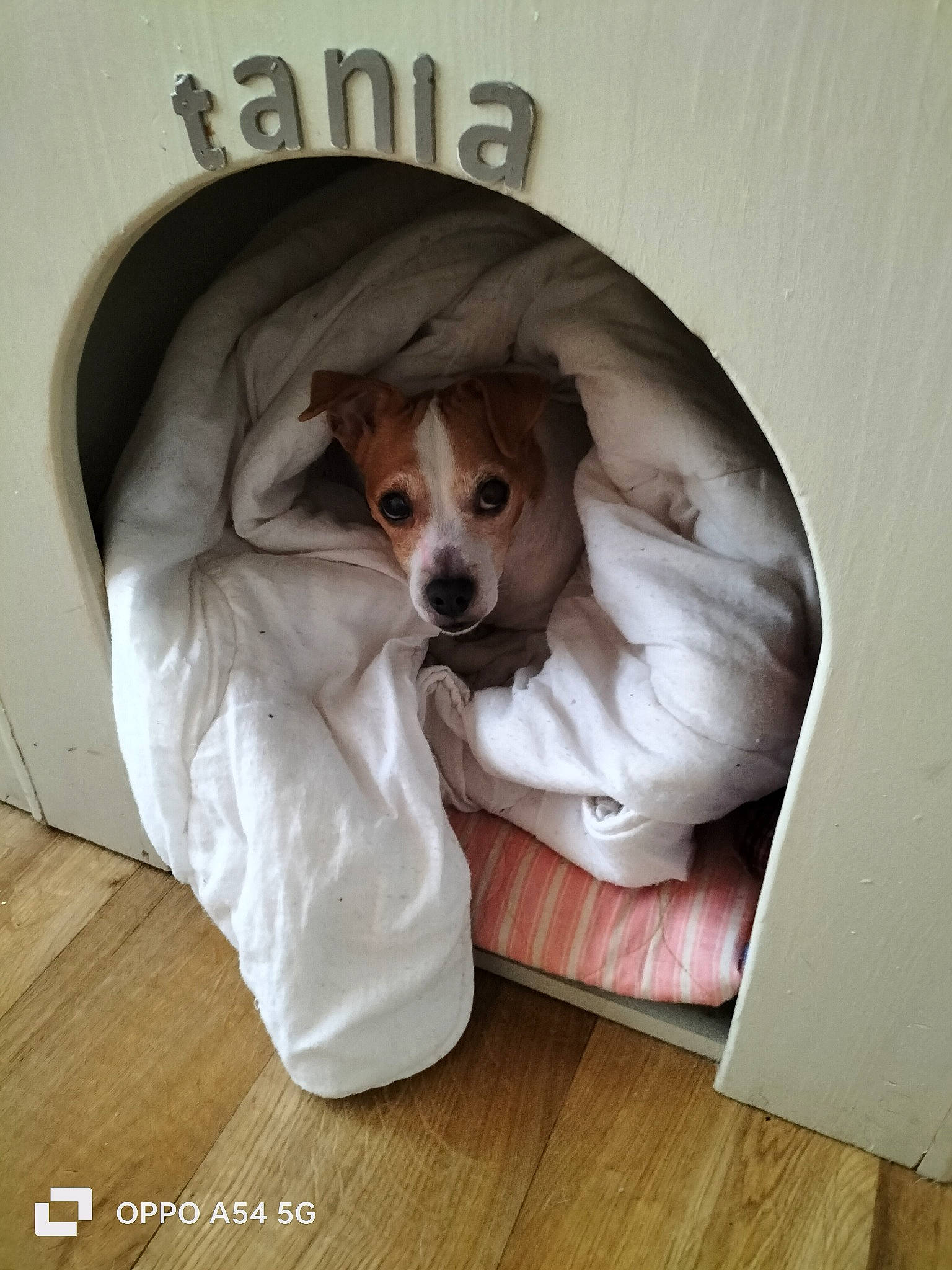 Tania participe au concours pour gagner de l'argent avec cette photo : canidae, carnivore, comfort, companion_dog, dog, dog_breed, dog_supply, fawn, floor, flooring, hardwood, linens, pet_supply, room, snout, sporting_group, wood, wood_flooring, wood_stain, working_animal