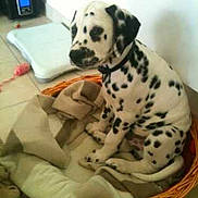 Canaille a rejoint le concours — aidez-le/la à gagner de superbes lots !