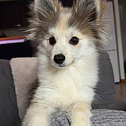 Aïko participe au concours pour gagner de l'argent avec cette photo : dog, puppy, fluffy, ears, cute, pet, animal, indoors, fur, white, gray, brown, sitting, portrait, cozy, couch, home, friendly, domestic_animal, canine