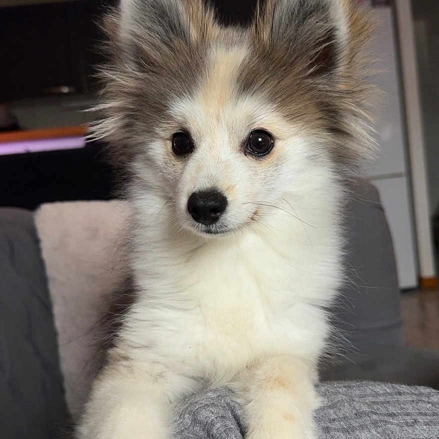 Aïko participe au concours pour gagner de l'argent avec cette photo : animal, brown, canine, couch, cozy, cute, dog, domestic_animal, ears, fluffy, friendly, fur, gray, home, indoors, pet, portrait, puppy, sitting, white