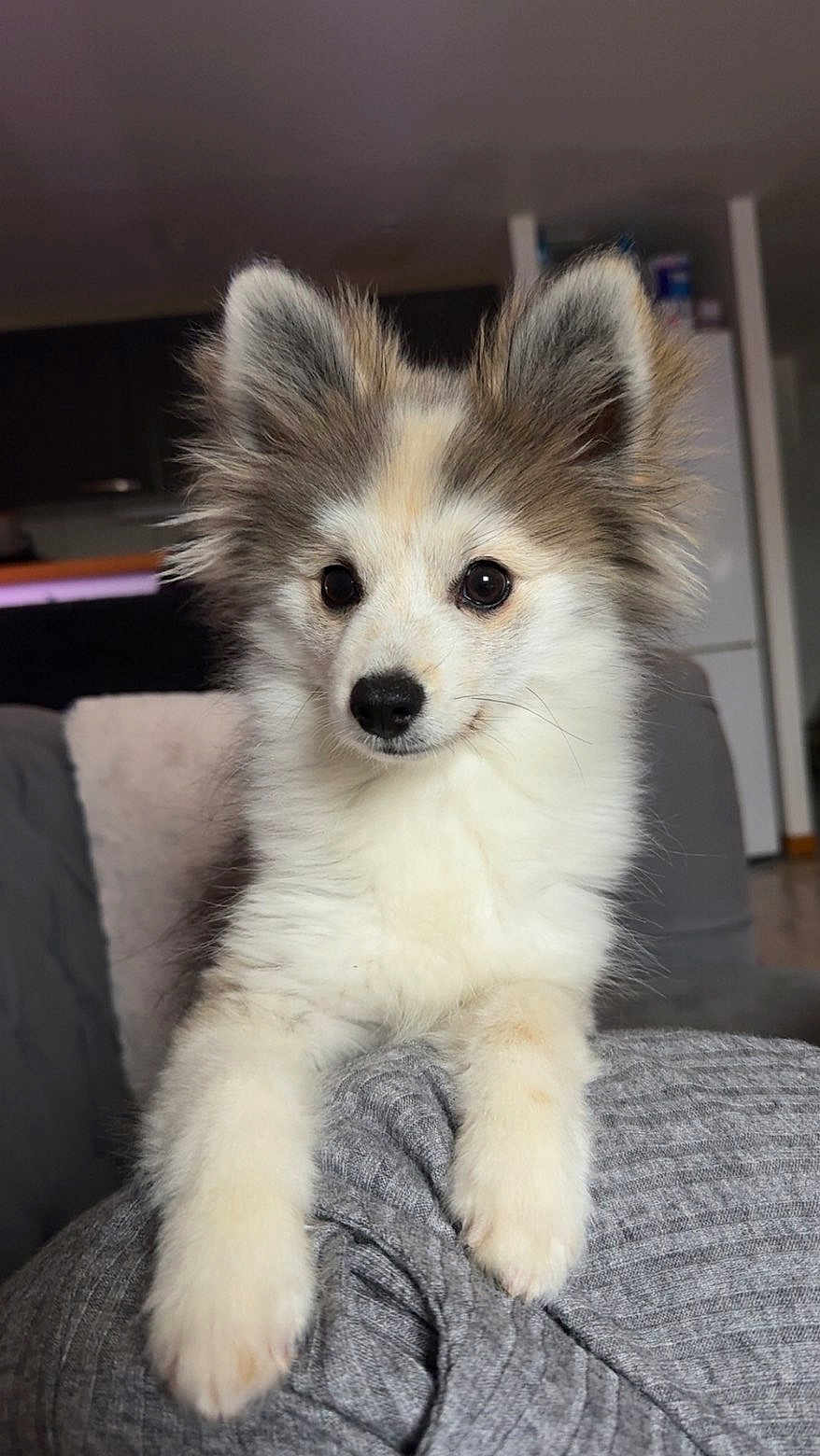 Aïko participe au concours pour gagner de l'argent avec cette photo : dog, puppy, fluffy, ears, cute, pet, animal, indoors, fur, white, gray, brown, sitting, portrait, cozy, couch, home, friendly, domestic_animal, canine