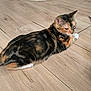 animal, calico, cat, cute, domestic, ears, feline, flooring, fur, home, indoor, looking_away, mammal, paws, pet, relaxed, resting, scratching_post, whiskers, wooden_floor
