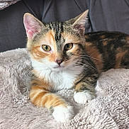 Martine a rejoint le concours — aidez-le/la à gagner de superbes lots ! animal, blanket, calico, cat, closeup, cozy, cute, eyes, feline, fur_pattern, furry, indoor, kitten, paws, pet, relaxed, resting, soft, whiskers, young