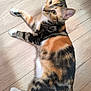 animal, black, blurred_head, calico, cat, cute, domestic_animal, feline, fur, indoor, laying, orange, paws, pet, resting, striped, tail, whiskers, white, wooden_floor
