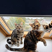 Martine a rejoint le concours — aidez-le/la à gagner de superbes lots ! cat, cats, window, windowsill, playful, curious, indoor, pet, feline, tabby, calico, fur, whiskers, ears, tail, animal, domestic, cute, looking, daylight