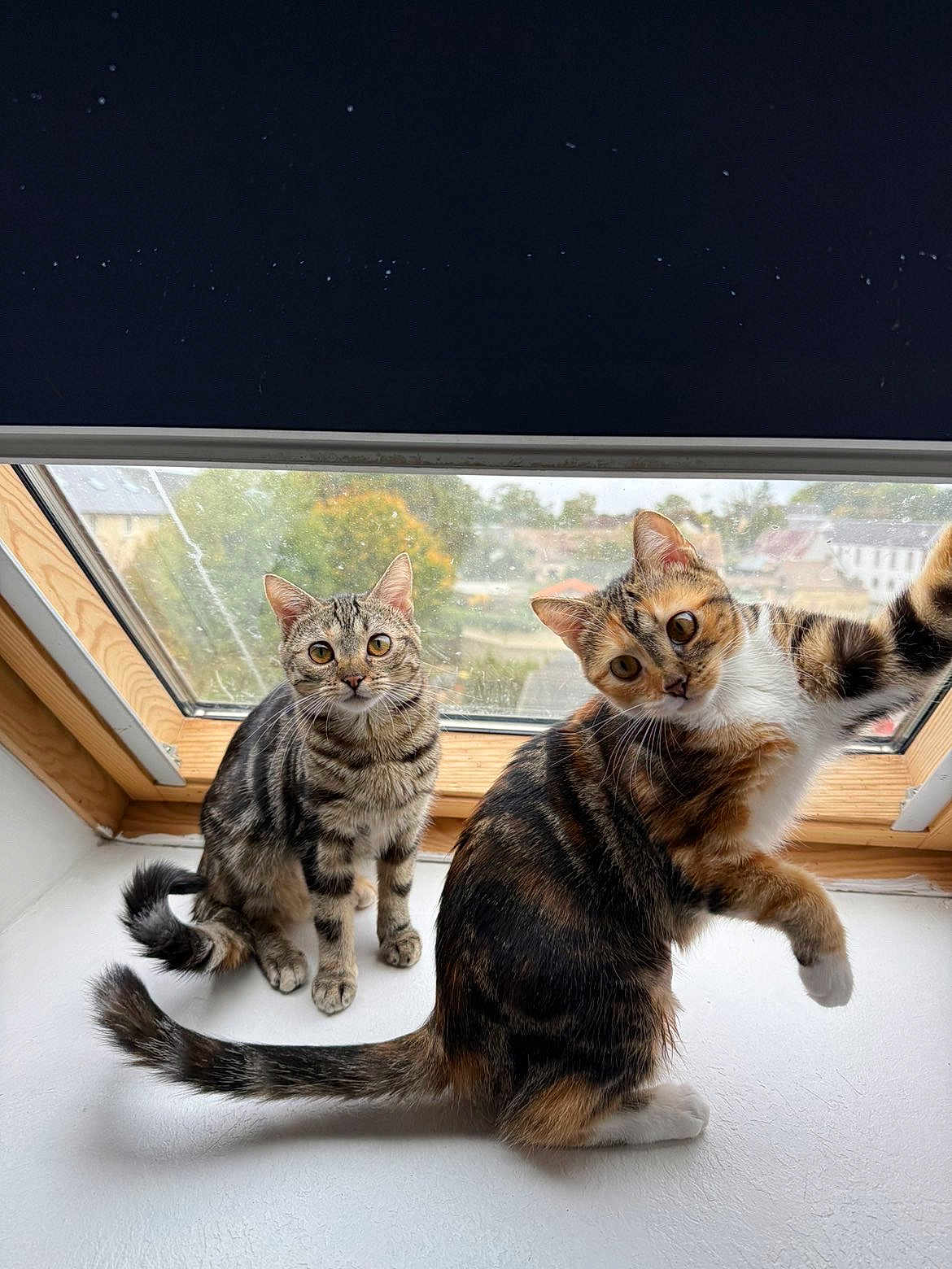 Martine a rejoint le concours — aidez-le/la à gagner de superbes lots ! cat, cats, window, windowsill, playful, curious, indoor, pet, feline, tabby, calico, fur, whiskers, ears, tail, animal, domestic, cute, looking, daylight
