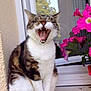 Murphy participe au concours pour gagner de l'argent avec cette photo : animal, cat, daylight, feline, flower, fur, leaf, mouth_open, nature, outdoor, pet, pink_flower, plant, reflection, sitting, tabby, whiskers, window, windowsill, yawning