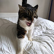 Murphy participe au concours pour gagner de l'argent avec cette photo : animal, bed, blurred, cat, cute, domestic_animal, feline, fur, home, indoor, motion, mouth_open, paw, pet, rest, tabby, tail_up, walking, whiskers, white_bedspread