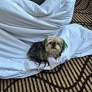 Cherry Vanilla joined the competition — help win amazing prizes! animal, carpet, companion, cozy, curious, dog, domestic, fluffy, fur, green_ears, indoor, looking_at_camera, lying_down, patterned_carpet, pet, resting, small_dog, soft_texture, tousled_fur, white_sheet