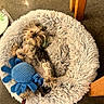Cherry Vanilla joined the competition — help win amazing prizes! animal, blue_toy, concrete_floor, cozy, curled_up, cute, dog, fluffy_bed, fur, furry_bed, indoor, paw, pet, pet_bed, plush_toy, relaxed_dog, resting, small_dog, toy, wooden_chair_leg