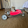 Cherry Vanilla joined the competition — help win amazing prizes! animal, bed, bedroom, carpet, cozy, cute, dog, door, floor, furniture, indoor, luggage_cart, metal, neck_pillow, pet, pink_pillow, resting, small_dog, wall, wheels