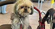 Cherry Vanilla is registered to the contest to win money with this photo: brown_leash, chair, collar, dog, door, fast_food, hair_spikes, indoor, jeans, leash, leash_clip, person, restaurant, screen, scruffy, sign, small_dog, tile_floor, walker, yellow_caution_sign