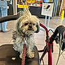 brown_leash, chair, collar, dog, door, fast_food, hair_spikes, indoor, jeans, leash, leash_clip, person, restaurant, screen, scruffy, sign, small_dog, tile_floor, walker, yellow_caution_sign