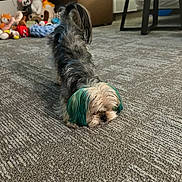 Cherry Vanilla joined the competition — help win amazing prizes! dog, small_dog, teal_ears, carpet, stretching, plush_toys, indoor, furniture, bed, ottoman, cozy, pet, animal, cute, playful, fur, room, floor, home, relaxing
