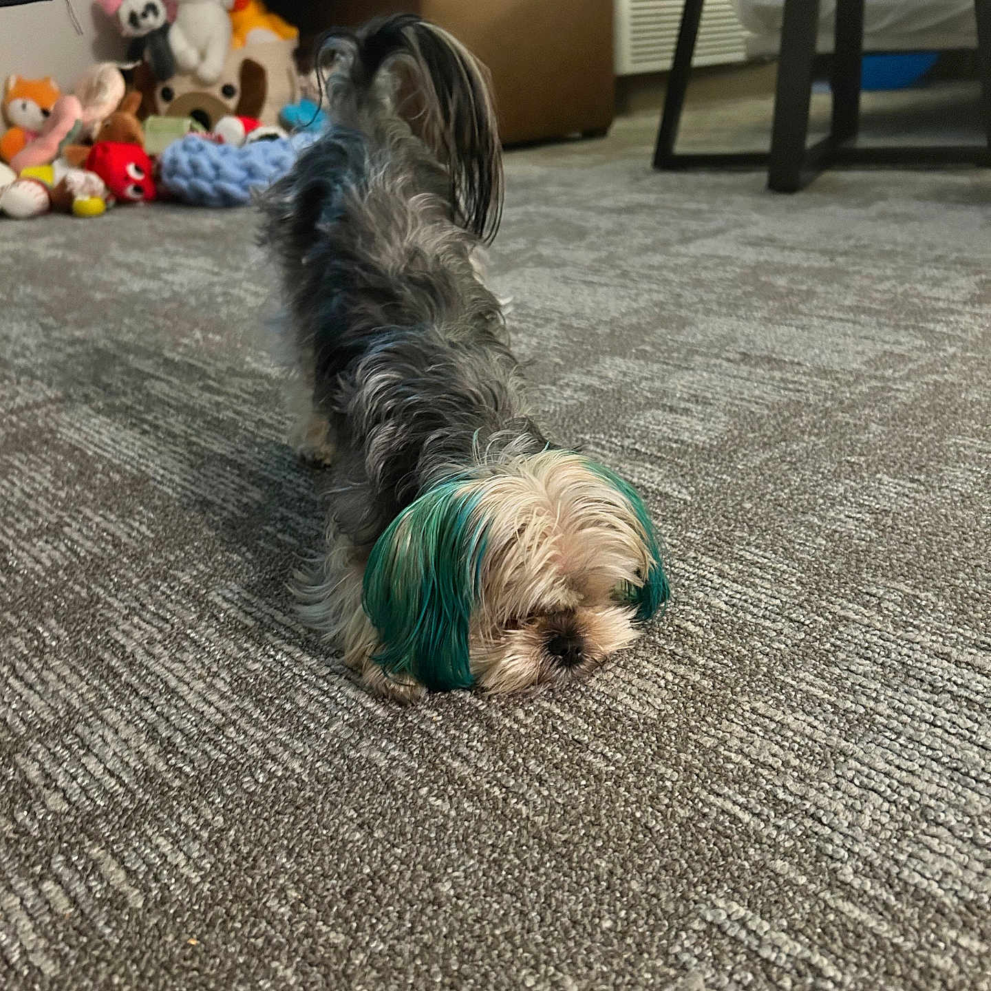 Cherry Vanilla joined the competition — help win amazing prizes! dog, small_dog, teal_ears, carpet, stretching, plush_toys, indoor, furniture, bed, ottoman, cozy, pet, animal, cute, playful, fur, room, floor, home, relaxing
