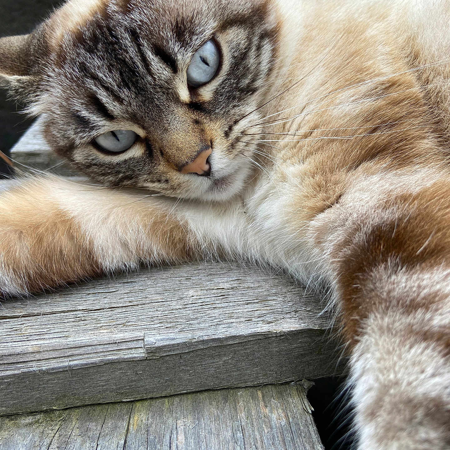 Ganja participe au concours pour gagner de l'argent avec cette photo : animal_portrait, blue_eyes, cat, close_up, cute, domestic_animal, feline, fur, lying_down, natural_light, outdoor, pet, relaxed, resting, sleepy, soft_fur, tabby, texture, whiskers, wooden_surface