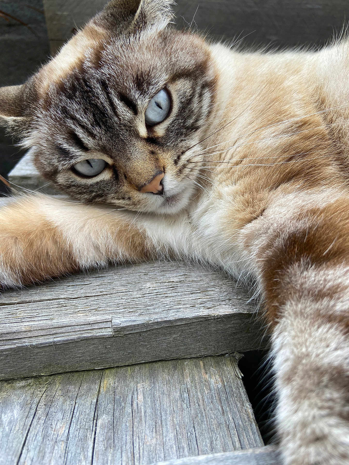 Ganja participe au concours pour gagner de l'argent avec cette photo : cat, close_up, blue_eyes, lying_down, wooden_surface, feline, fur, relaxed, domestic_animal, pet, whiskers, outdoor, natural_light, texture, sleepy, animal_portrait, soft_fur, resting, tabby, cute