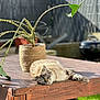 cat, table, wooden_table, plant, potted_plant, outdoor, sunlight, relaxing, fence, garden, greenery, pet, animal, lazy, daylight, nature, home_garden, shade, wood, cozy