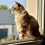 cat, windowsill, sunlight, indoor, pet, feline, blurred_background, side_view, daylight, animal, looking_outside, domestic_cat, calm, soft_light, window_frame, ginger_fur, sitting, close_up, profile, peaceful