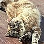 cat, tabby, feline, pet, animal, sleeping, relaxed, sunlight, wooden_deck, outdoor, fur, whiskers, paw, closeup, cute, domestic, mammal, resting, lazy, nature
