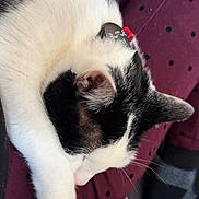 Sultan is registered to the contest to win money with this photo: animal, black_and_white, blanket, cat, close_up, cozy, cushion, domestic_animal, ear, fur, indoor, paw, pet, polka_dot, purple, relaxation, resting, sleeping, texture, whiskers