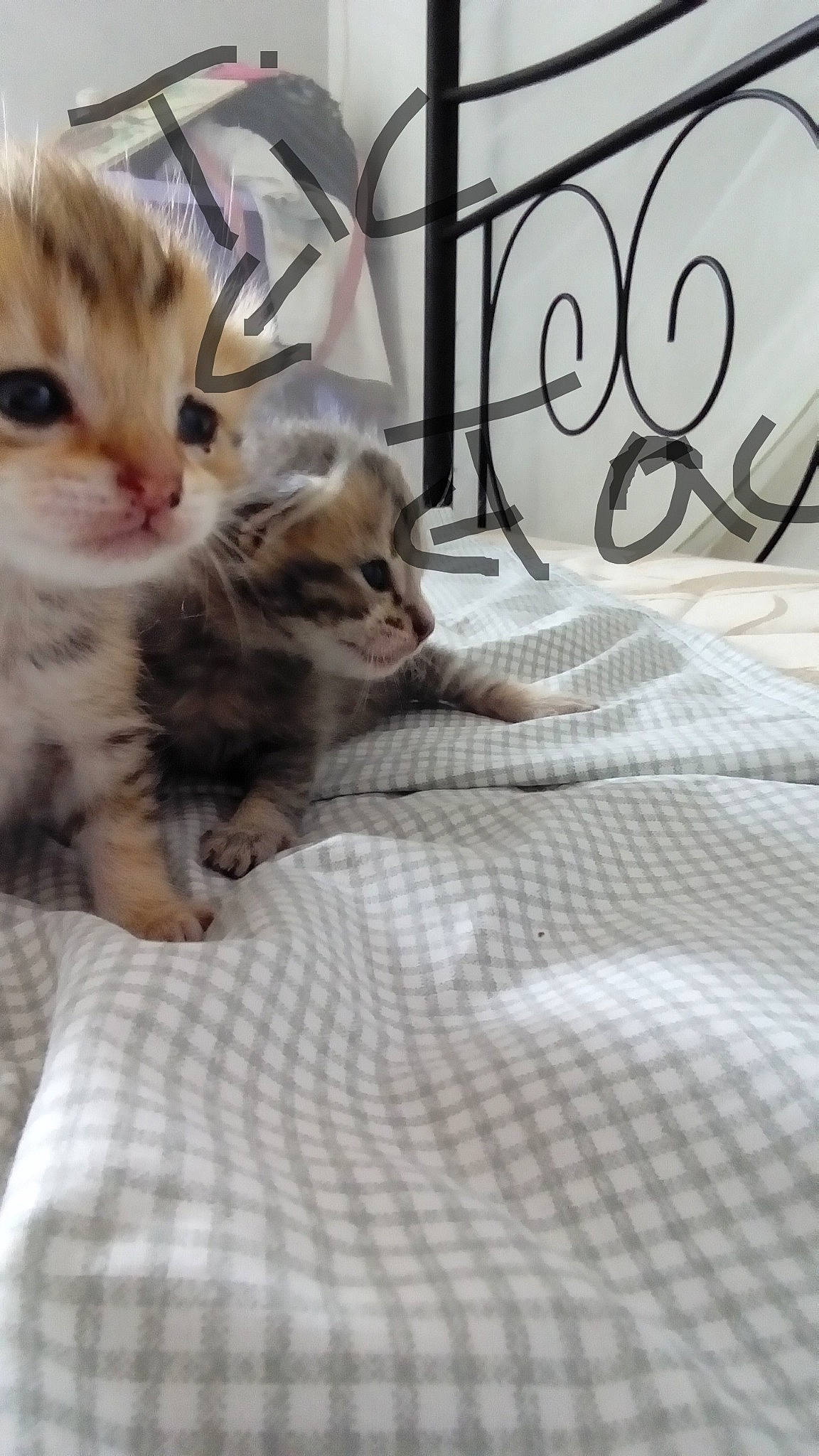 Tic Et Tac participe au concours pour gagner de l'argent avec cette photo : american_shorthair, asian, carnivore, cat, domestic_short_haired_cat, european_shorthair, fawn, felidae, kitten, mammal, munchkin, norwegian_forest_cat, photo_caption, pixie_bob, scottish_fold, singapura, small_to_medium_sized_cats, tabby_cat, vertebrate, whiskers