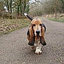dog, basset_hound, canine, walking, road, outdoor, trees, leafless, nature, pavement, animal, ears, tail, grass, rural, daytime, pet, muzzle, fur, quiet