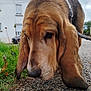 dog, basset_hound, close_up, sniffing, ears, gravel, path, grass, house, suburban, outdoor, leash, pet, canine, daytime, muzzle, fur, nature, sky, walk