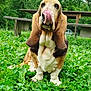 dog, basset_hound, tongue, grass, greenery, outdoor, nature, trees, picnic_table, pet, animal, canine, ears, sitting, snout, fur, cute, playful, park, daytime