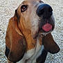 dog, basset_hound, tongue, close_up, outdoor, gravel, pet, animal, mammal, ears, snout, brown, white, black, cute, playful, nose, paws, fur, ground