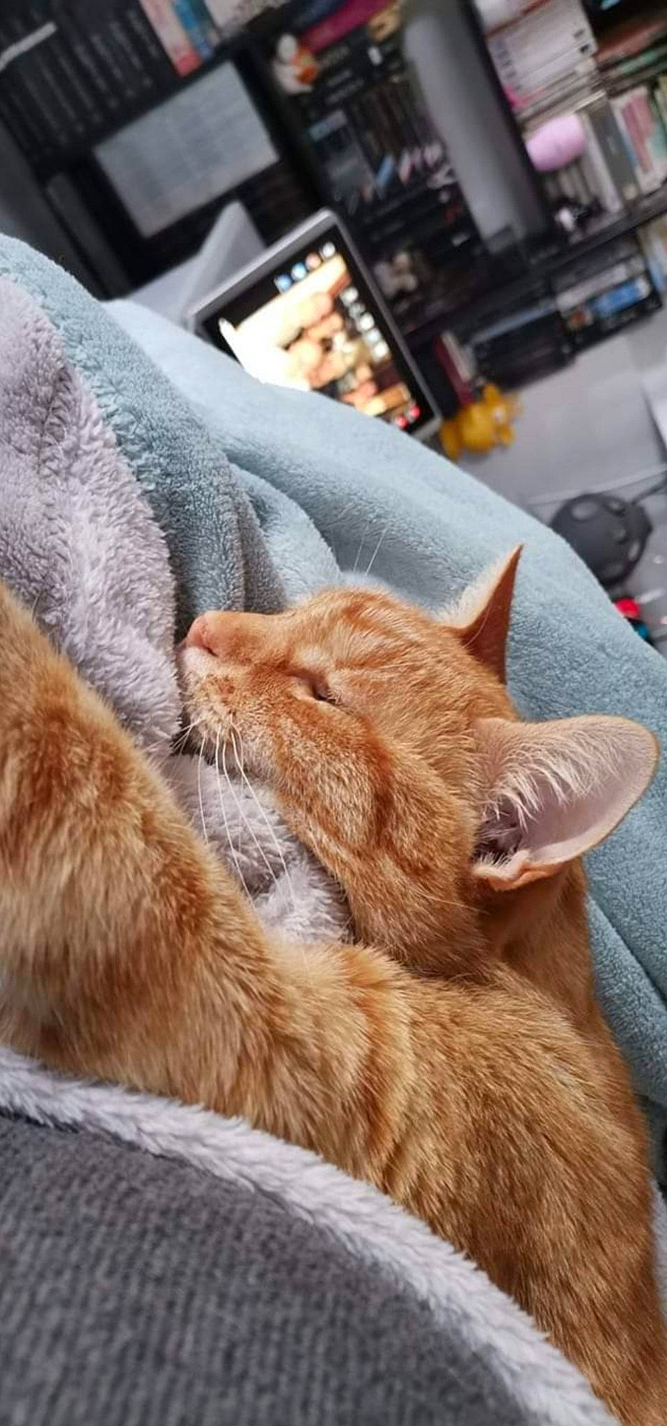 Roxy a rejoint le concours — aidez-le/la à gagner de superbes lots ! carnivore, cat, comfort, domestic_short_haired_cat, fawn, felidae, fur, nap, sleep, small_to_medium_sized_cats, snout, whiskers