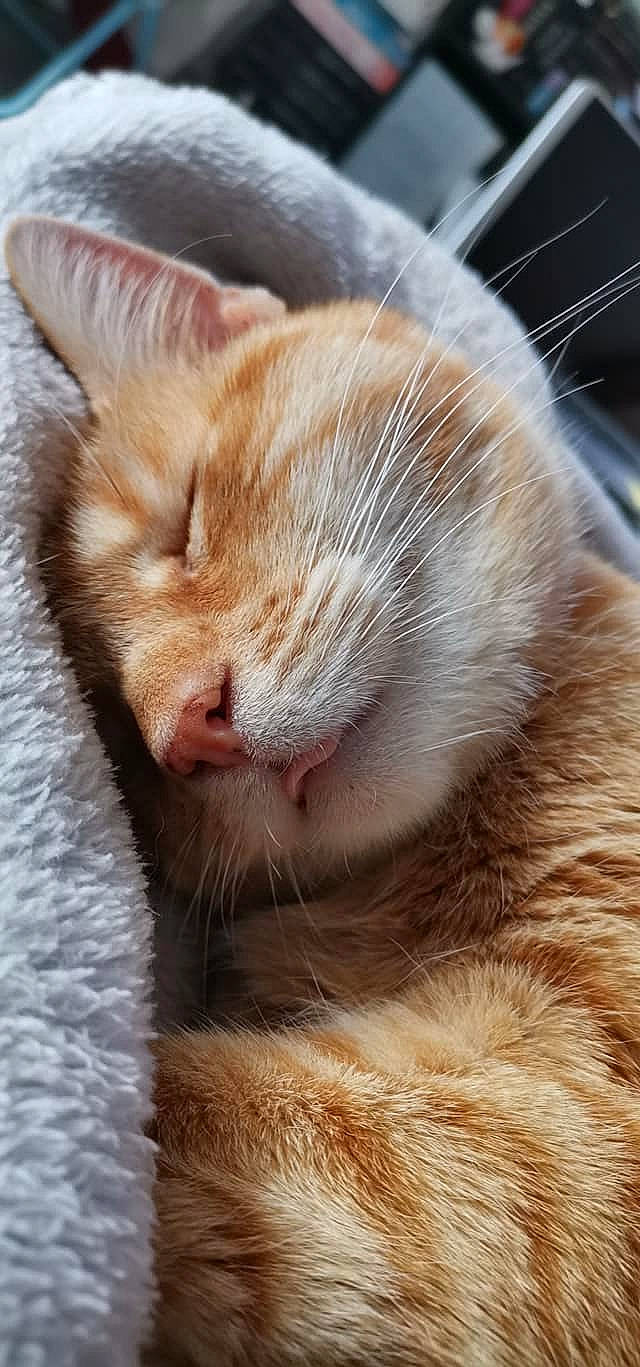 Roxy participe au concours pour gagner de l'argent avec cette photo : carnivore, cat, close_up, domestic_short_haired_cat, facial_expression, fawn, felidae, fur, orange, photography, small_to_medium_sized_cats, snout, tongue, vertebrate, whiskers