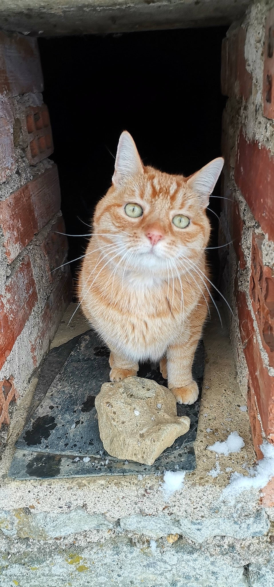 Roxy a rejoint le concours — aidez-le/la à gagner de superbes lots ! brick, brickwork, carnivore, cat, fawn, felidae, fur, peach, small_to_medium_sized_cats, snout, vertebrate, whiskers