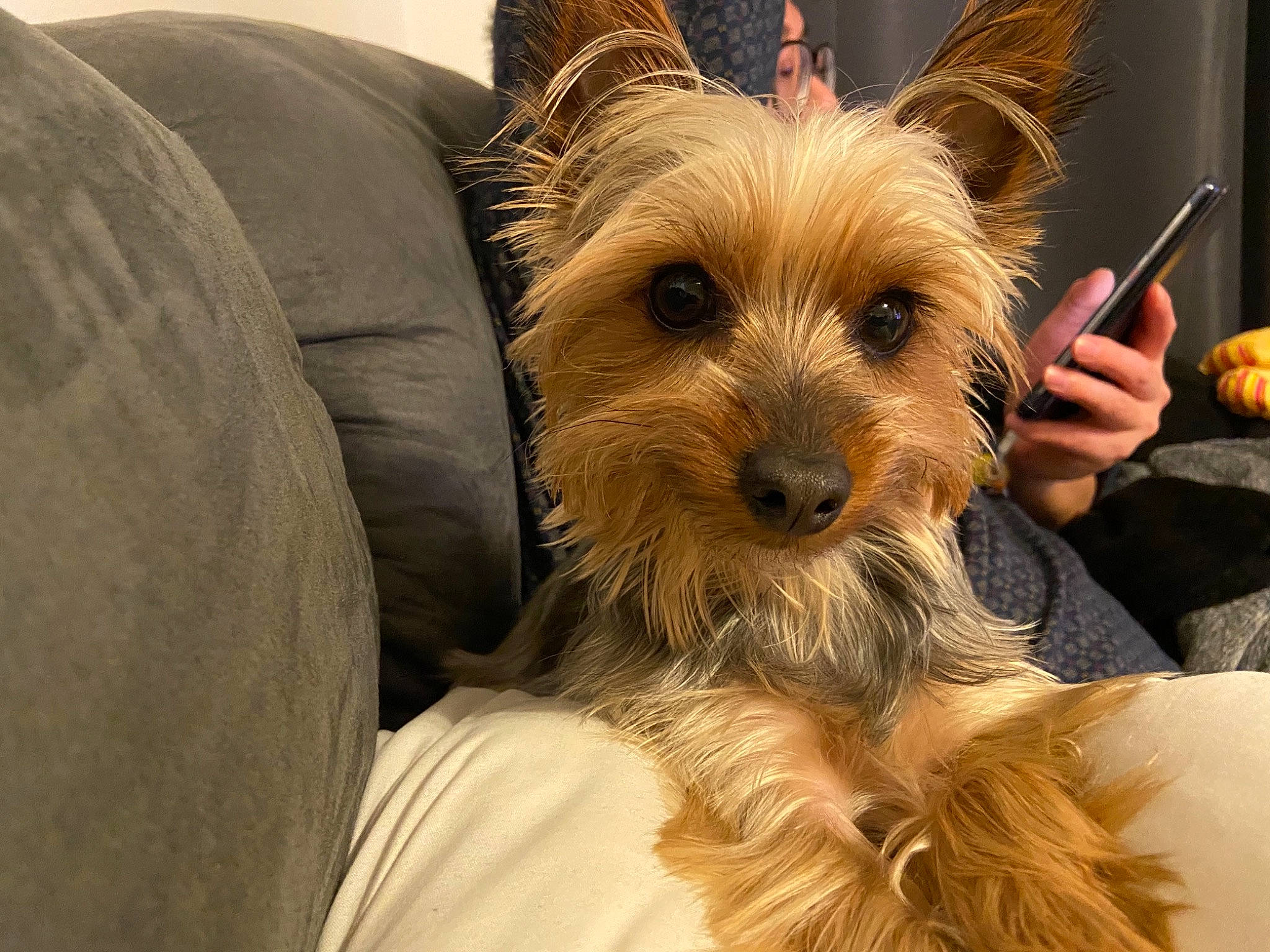 Phuket participe au concours pour gagner de l'argent avec cette photo : australian_silky_terrier, australian_terrier, cairn_terrier, canidae, carnivore, comfort, companion_dog, dog, dog_breed, dog_supply, fawn, non_sporting_group, norwich_terrier, pet_supply, small_terrier, snout, sporting_group, terrier, toy_dog, working_animal