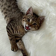 Euro is registered to the contest to win money with this photo: kitten, tabby, cat, feline, pet, animal, cute, playful, fluffy, white_background, lying_down, young, fur, whiskers, ears, paws, domestic_animal, indoor, closeup, expression