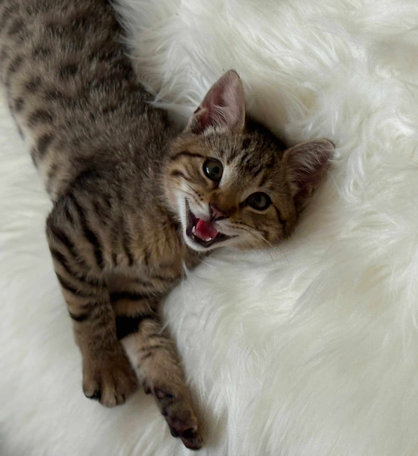 Euro is registered to the contest to win money with this photo: kitten, tabby, cat, feline, pet, animal, cute, playful, fluffy, white_background, lying_down, young, fur, whiskers, ears, paws, domestic_animal, indoor, closeup, expression
