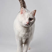 Cyclope participe au concours pour gagner de l'argent avec cette photo : animal, cat, clean_background, closeup, confident, curious, cute, domestic_cat, feline, front_view, isolated, one-eyed, pet, portrait, soft_fur, striped_tail, studio, walking, whiskers, white_cat