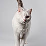 animal, cat, clean_background, closeup, confident, curious, cute, domestic_cat, feline, front_view, isolated, one-eyed, pet, portrait, soft_fur, striped_tail, studio, walking, whiskers, white_cat
