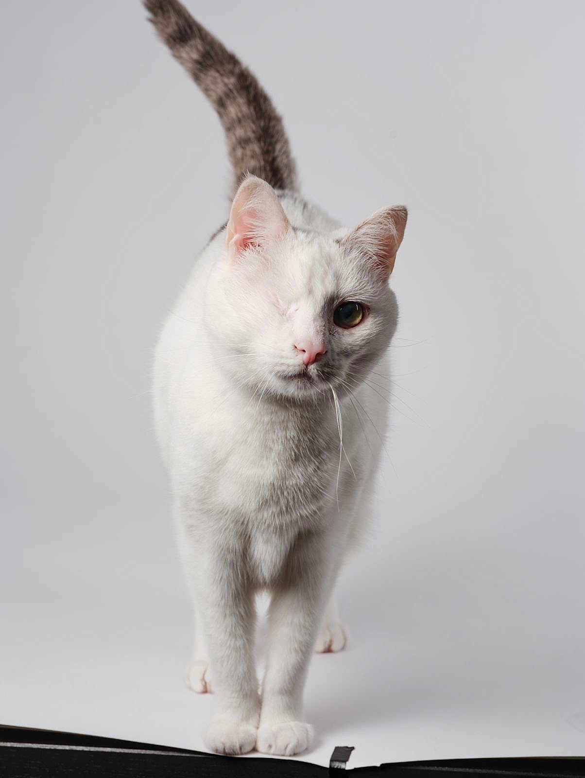 Cyclope participe au concours pour gagner de l'argent avec cette photo : animal, cat, clean_background, closeup, confident, curious, cute, domestic_cat, feline, front_view, isolated, one-eyed, pet, portrait, soft_fur, striped_tail, studio, walking, whiskers, white_cat