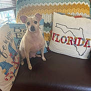 Bucky is registered to the contest to win money with this photo: dog, couch, pillow, blanket, window, indoor, pet, tan_dog, decor, home, leather, seated, small_dog, cozy, natural_light, living_room, textile, furniture, animal, cute