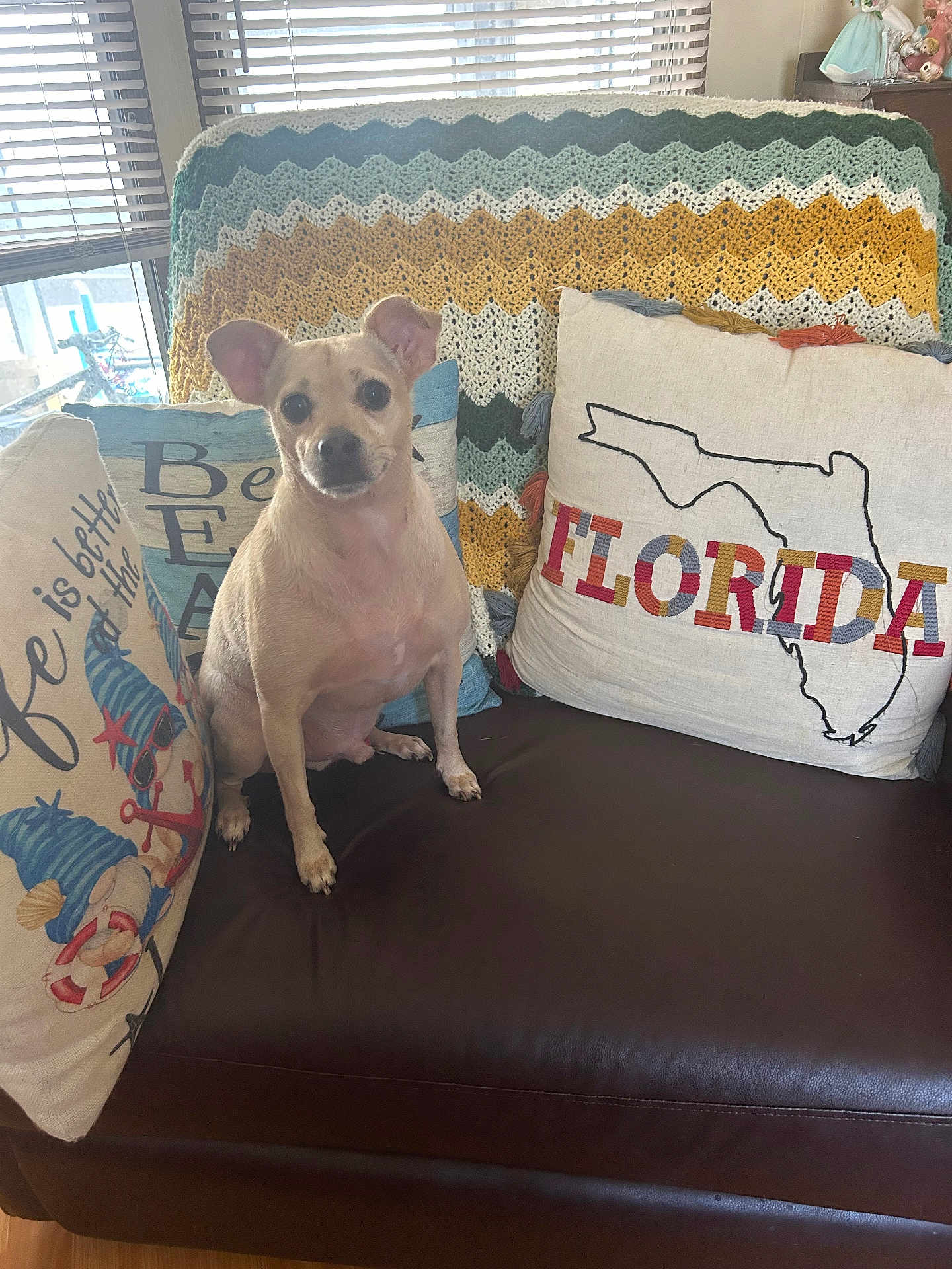 Bucky is registered to the contest to win money with this photo: dog, couch, pillow, blanket, window, indoor, pet, tan_dog, decor, home, leather, seated, small_dog, cozy, natural_light, living_room, textile, furniture, animal, cute